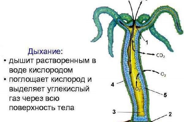 Kraken 19 at